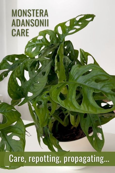 Monstera Adansonii Care: How to Care, Repot & Propagate Swiss Cheese Plant Swiss Cheese Monstera Care, Monstera Adansonii Care, Monstera Plant Care, Repotting Plants, Dream Plants, Lucky Plant, Orchid Bark, Monstera Adansonii, Outside Plants