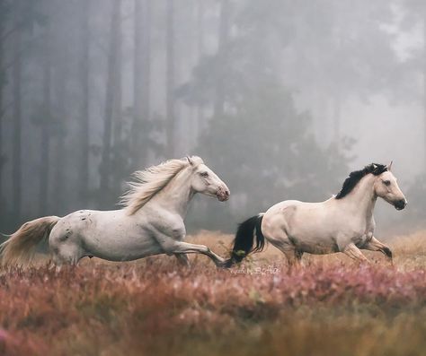 🍒 Horses Running, Most Beautiful Horses, Majestic Horse, All The Pretty Horses, White Horses, Equine Photography, Cute Horses, Horse Photos, Pretty Horses