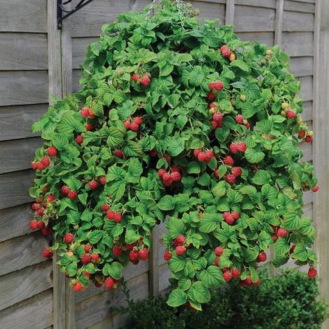 6 Delicious Fruits You Can Grow in Hanging Baskets | Balcony Garden Web Growing Strawberries Indoors, Raspberry Plant, Tanaman Tomat, Strawberry Bush, Ruby Falls, Gardening Indoors, Growing Raspberries, Raspberry Plants, Growing Blueberries