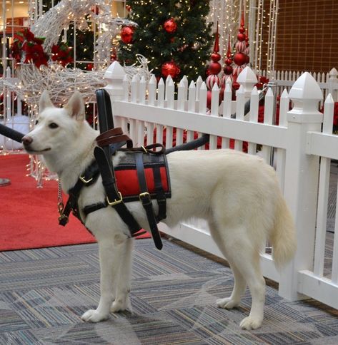 Mobility Service Dog, Service Dog In Training, Service Dogs Breeds, Military Service Dogs, Psychiatric Service Dog, Service Dogs Gear, Service Dog Training, Service Dog Vests, Therapy Animals