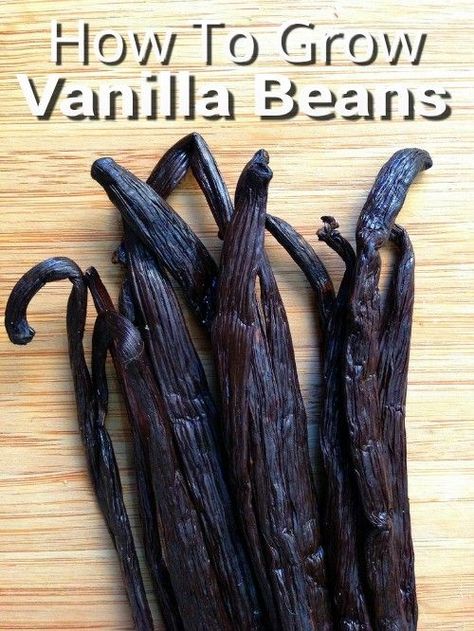 How To Grow Vanilla Beans - for making homemade vanilla extract & more... #gardening #homestead #homesteading Grow Vanilla, Grow Vanilla Beans, Pallet Gardening, Indoor Vegetables, Homemade Vanilla Extract, Indoor Vegetable Gardening, Organic Vegetable Garden, Vanilla Beans, Home Vegetable Garden