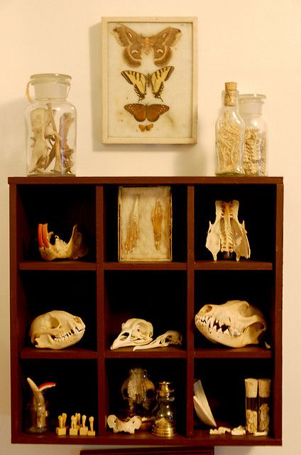 The little cubby hole idea is adorable! I need a bone shelf! Insect Preservation, Cabinet Of Curiosity, Curio Cabinets, Collection Displays, Gentlemans Club, Strange History, Cabinet Of Curiosities, Curio Cabinet, Gothic House