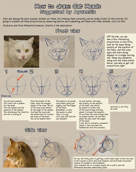 Cat Face Anatomy, Cat Anatomy Study, Anatomy Learning, How To Draw Cats, Draw Cats, Cat Drawing Tutorial, Warrior Cats Books, Cats Art Drawing, Cat Anatomy