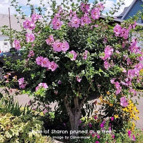 Rose Of Sharon In Pots, Rose Of Sharon Tree Landscape Ideas, Rose Of Sharon Bush In Landscaping, Rose Of Sharon Tree Landscape, Rose Of Sharon Landscape Ideas, Rose Of Sharon Hedge, Pruning Rose Of Sharon Bush, What To Plant With Rose Of Sharon, Small Trees For Flower Beds