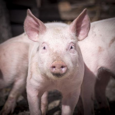 Cute little piglet portrait. Front view animal portrait of cute little piglet on pig farm royalty free stock photography Pigs Eating, Cage Free Eggs, Celtic Goddess, Pig Farming, Pink Animals, Cute Pigs, Animal Wallpaper, Pigs, Farm Animals