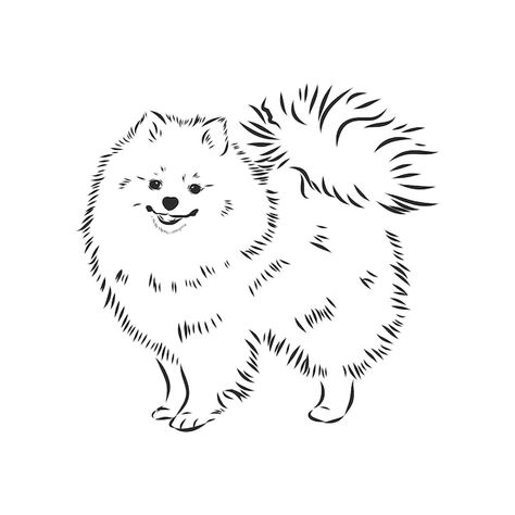 Dog Drawing Pomeranian, Pomeranian Dog Illustration, Pomeranian Drawing Cartoon, Pomeranian Ear Outline, How To Draw Pomeranian, Pomeranian Line Drawing, Pomeranian Dog Tattoo, Pomeranian Coloring Pages, Spitz Dog Drawing