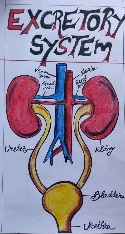 Diagram Of Excretory System, The Excretory System Notes, Body System Drawing, Biology Diagrams For Neet, Science Diagrams Biology, Excretory System Projects, Bio Project Ideas, Human Excretory System Diagram, Excretory System Notes