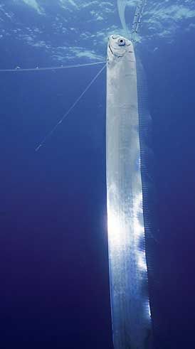 worlds longest fish - Oarfish grow up to 50 feet in length Fauna Marina, Whale Sharks, Guinness Book Of World Records, Deep Sea Creatures, Guinness Book, Beautiful Sea Creatures, Underwater Creatures, Underwater Life, Water Life