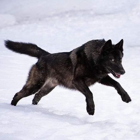 Wolf Lovers  Society | Rating this photograph from 0-10❤️ | Facebook Wolf Jumping, Wolf Playing, Wolf Therian, Lovers Society, Wolf Poses, Wolf Dogs, Wolf Running, Big Wolf, Werewolf Aesthetic