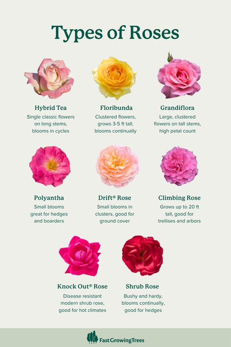 Use this guide to find the best type of rose for your landscaping project: Think trellises, arbors, cottage gardens, and garden boarders.   Whether you’re looking for striking color, high bloom volume, continuous flowering, or disease-resistance, you're sure to find a rose that's perfect for your yard. Rose Bushes Landscape, Rose Diseases, Drift Roses, Rose Colors, Luxury Flower Bouquets, Rose Bushes, Rose Care, Rose Varieties, Types Of Roses