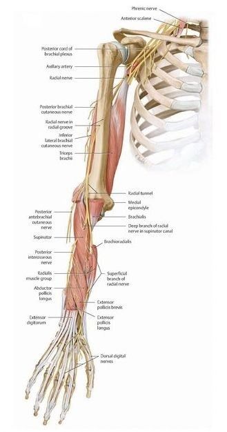 Radial Nerve Entrapment —Physical TheraPT | Comprehensive Athletic Recovery Radial Nerve, Elbow Pain, Nerve Damage, Bones And Muscles, Human Anatomy And Physiology, Nerve, Anatomy And Physiology, Human Anatomy, Injury Prevention