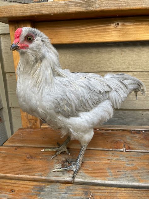 Self blue cockerel Americana Chickens Hens, Chicken Care 101, Ameraucana Rooster, Americana Chickens, Wyandotte Hen, Ameraucana Chicken, Livestock Showing, Chicken Flock, Chicken Care