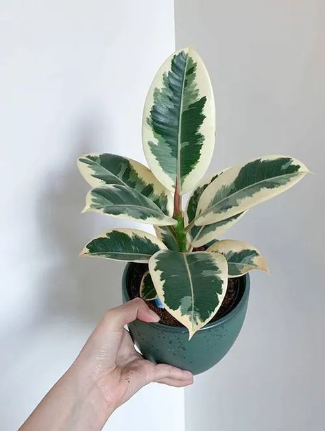 A beautiful and healthy Ficus Elastica Tineke known as Ficus Elastica Variegata. Plants Safe For Cats, Ficus Elastica Tineke, Ficus Tineke, Plants Low Light, Ficus Plant, Snake Plant Varieties, Ficus Pumila, Indoor Plants Low Light, Vertical Garden Planters