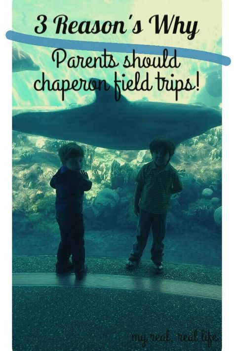 3 Reasons why parents should chaperone field trips! Field Trips, Life Blogs, What To Pack, Field Trip, Parenting Tips, Money Saving Tips, Saving Tips, Parenting Hacks, Saving Money