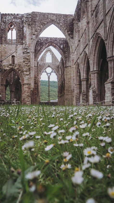 monalogue on Instagram: Tintern Abbey full of daisies 🌼🍃 We stopped by when we were in the area a couple of weeks ago. Wouldn’t it look beautiful full of a… Abigail Aesthetic, Abbey Core, Abbey Aesthetic, Abigail Core, Abby Aesthetic, College Collage, Tintern Abbey, Uni Aesthetic, Summer Moodboard