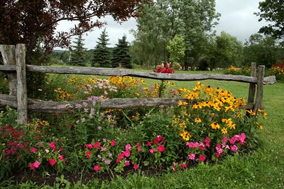 Using flowers around a split rail fence Rosen Beet, Split Rail Fence, Driveway Entrance, Driveway Landscaping, Front Yard Fence, Rail Fence, Modern Fence, Fence Landscaping, Backyard Fences