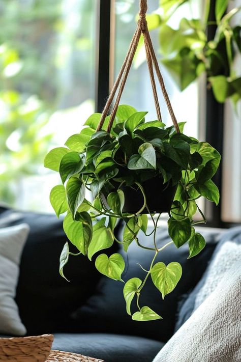 Pothos (Epipremnum aureum) is a versatile and vibrant addition to any indoor space! 🌿🏡 Known for its trailing vines and heart-shaped leaves, this plant is a delightful blend of beauty and low maintenance. Perfect for adding a touch of lush greenery and natural elegance, Pothos is easy to care for and thrives in various conditions. Indulge in this timeless botanical favorite today! 🌱✨ #Pothos #Houseplants #IndoorGarden #GreenLiving Trailing Plants Indoor, Best Indoor Plants For Beginners, Houseplants Decor, Boho Bathroom Ideas, Epipremnum Aureum, Rainy Day Aesthetic, Plants Ideas, Plants Are Friends, Eclectic Wall Art