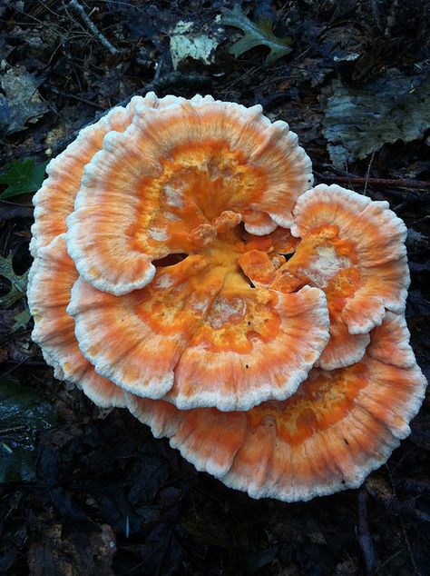 Fall Mushrooms, Double Double Toil And Trouble, Mushroom Identification, Chicken Of The Woods, Turkey Tail Mushroom, Mushroom Growing, Lichen Moss, Mushroom Pictures, Slime Mould