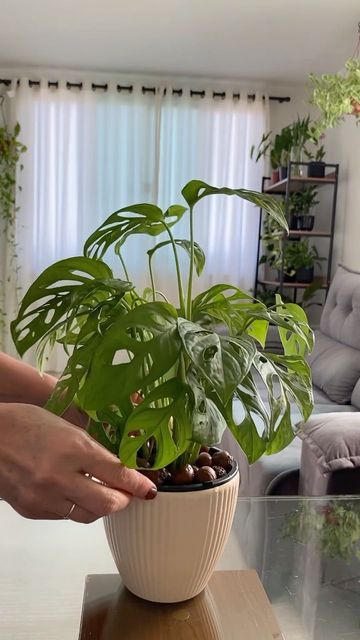 HousePlantParadise on Instagram: "I’ve grown my #adansonii in leca for a while and it’s thriving! Have you ever grown anythign in leca? 📸: @jardimdo_lar #houseplant #plantparenthood #plantcommunity #houseplantjournal #monstera #houseplantplantclub #propagation #Indoorjungle #leca" Monstera Adansonii, Plant Journal, Indoor Jungle, January 21, Have You Ever, House Plants, Plants, On Instagram, Instagram