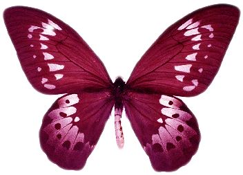 Burgundy Butterfly, Butterfly Png, Moodboard Ideas, Cake Printing, Butterfly Printable, Butterfly Images, Image Downloads, Clipart Design, Weekend Fun