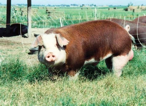 Hereford Pigs | Hereford Pig 30 50 Feral Hogs, Heritage Pig Breeds, 30 To 50 Feral Hogs, Pig Farrowing House, Hereford Pigs, Farrowing Pen Pigs, Pig Breeds, Raising Pigs, Mini Cows