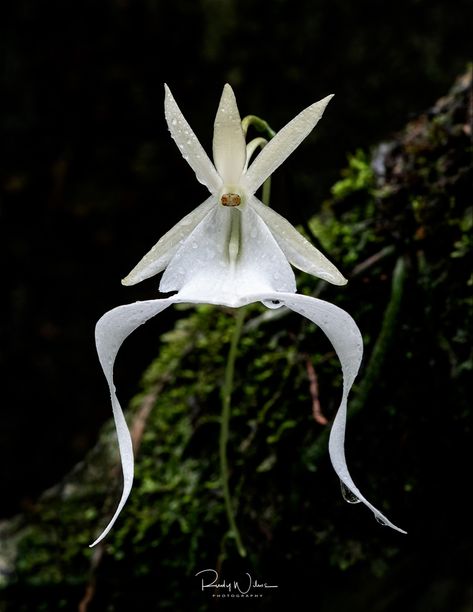 Name: Ghost Orchid (Dendrophylax lindenii); Range: S. Florida, Bahamas, & Cuba Ghost Orchid Aesthetic, Orchid Reference Photo, White Egret Orchid, Dracula Orchid, Ghost Flowers, Ghost Flower, Matcha Lemonade, Ghost Orchid, Ghost Plant