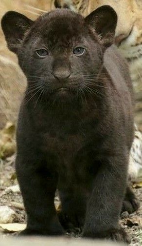 So very cute Names For Animals, Baby Black Panther, Exotic Cats, Baby Black, Funny Names, Animals Funny, Wildlife Animals, Hyena, Cute Animal Pictures