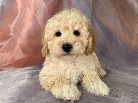 Bichon Poodles Puppies for Sale | Bichon Poodle Breeder in Iowa Bichon Poo, Poodles Puppies, Poochon Dog, Bichon Poodle Mix, Bichon Poodle, Poodle Puppies For Sale, Therapy Dog, Puppy Accessories, Poodle Mix