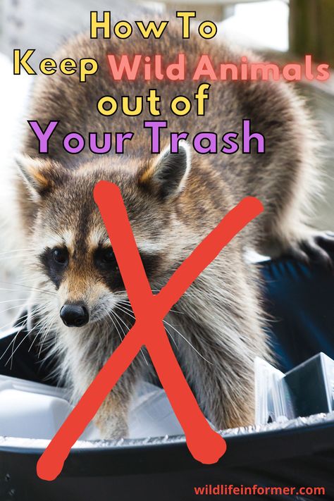 Critters getting too cozy with your trash and leaving a mess for your to clean up? We take a look at common problems with wildlife that likes garbage and how you can prevent them from getting into your garbage bins. #raccoons #bears #homesolutions #pests Your Trash, Garbage Bags, Garbage Bin, Wild Dogs, Natural Diy, Dream Backyard, Trash Bins, Garbage Can, Rodents