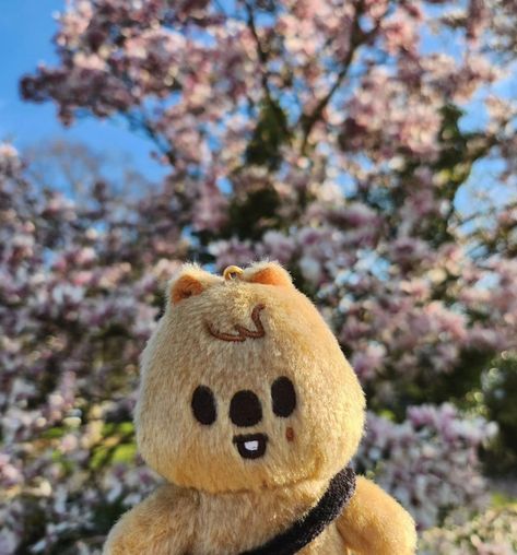 Quokka Aesthetic, Felicia Core, Skzoo Aesthetic, Skzoo Quokka, Han Jisung Aesthetic, Soft Plushies, Han Quokka, Straykids Aesthetic, Kids Zoo