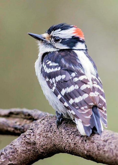 Downey Woodpecker, Bird Parakeet, Downy Woodpecker, Bird Eggs, Woodpeckers, Skylanders, Birds Tattoo, Bird Drawings, Colorful Birds