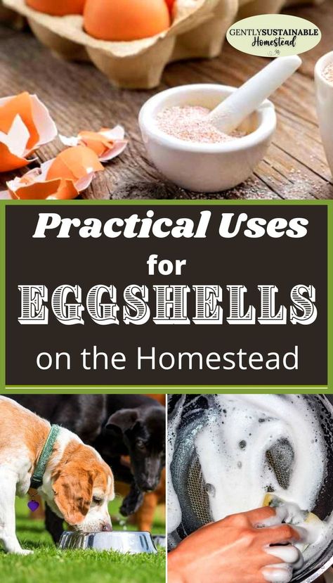 Don't throw your eggshells away! Check out all of the practical ways you can use eggshells around your kitchen and garden to fortify your soil, scrub pans, exfoliate skin and much more! I'll even show you the proper way to make eggshell powder! #eggshells #eggshellpowder #usesforeggshells #howtoreuseeggshells #eggshellpowderfordogs #eggshellpowderforplants What Can You Do With Eggshells, Egg Shell Powder Uses, Eggshell Powder Uses, Eggshell Biomaterial, What To Do With Egg Shells, Uses For Egg Shells, Eggshell Powder, Homesteading Ideas, Exfoliate Skin