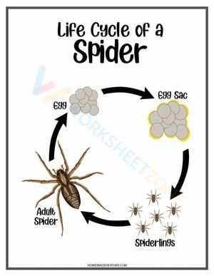 My worksheet will crawl to your heart. Let's check it out! #Grade-2 #Grade-3 #Grade-4 #Grade-5 #Grade-6 #Grade-7 Life Cycle Of A Spider, 4 Grade, Grade 7, Grade 6, Grade 4, Grade 5, Grade 2, Life Cycle, Grade 3