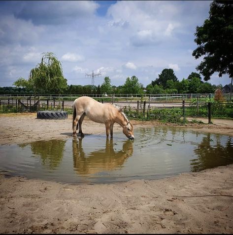 Horse Pond, House With Horses, Stable Hacks, Custom Horse Stalls, Equine Stables, Paddock Trail, Horse Shed, Highland Pony, Horse Paddock