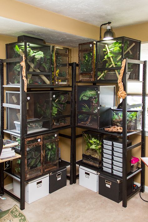 Gecko Shelves! | Fired Up Geckos Reptile Rack, Diy Reptile, Gecko Habitat, Snake Terrarium, Snake Enclosure, Gecko Terrarium, Reptile House, Reptile Room, Aquarium Terrarium