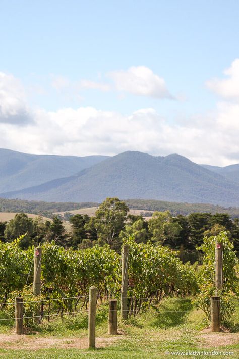 Vineyard at Domaine Chandon winery in the Yarra Valley Yarra Valley Australia, Winery Australia, Yarra Valley Wineries, Yarra Valley Wedding, Australia Bucket List, Australia Itinerary, Yarra Valley, Valley Wedding, Wine Tour