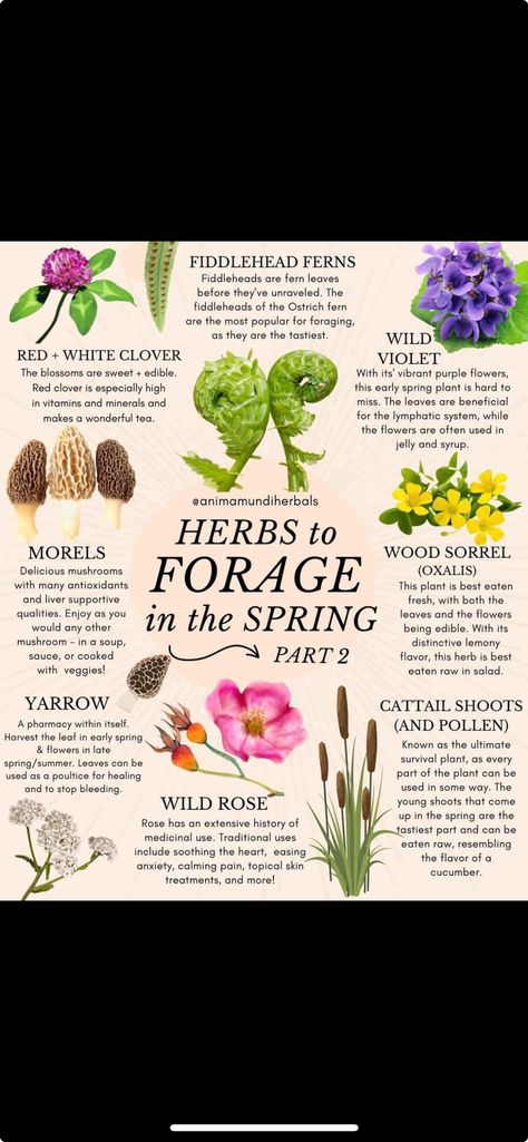 Spring Foraging, Spring Herbs, Fiddlehead Ferns, Herbal Education, Wood Sorrel, Harvesting Herbs, Herbal Healing, Spring Plants, Wild Edibles