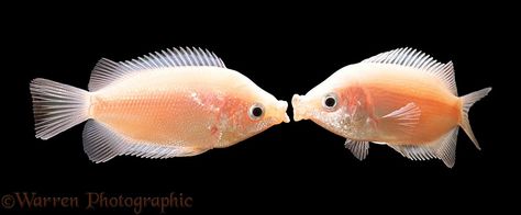 Kissing gouramis Kissing Gourami Fish, Kissing Gourami, Glofish Tank, Gourami Fish, Fish Ideas, Ocean Images, Pretty Fish, Freshwater Aquarium Fish, Cool Fish