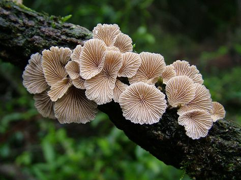 Split Gill Mushroom, Medicinal Fungi, 2022 Inktober, Schizophyllum Commune, Mushroom Reference, Mushrooms Forest, Small Flower Gardens, Woodland Cottage, Mushroom Pictures