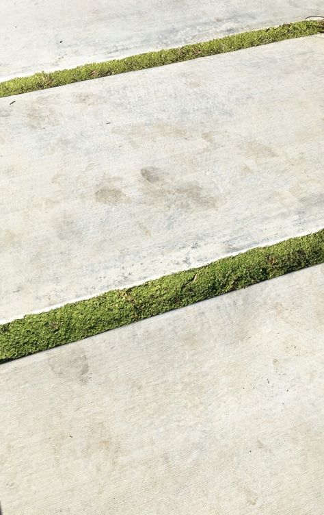 Corsican mint set between concrete pavers, awaiting to release its minty fragrance. #garden #outdoor #border #path #modern #garden #design Landscape Edit, Large Concrete Pavers, Large Pavers, Front Landscape, Pavers Backyard, Paver Walkway, Ground Covers, Garden Paving, Irish Moss