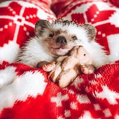 Mr.Pokee the Hedgehog  Christmas and New Year cozy night Merry Christmas Eve Eve, Christmas Eve Eve, Hedgehog Pet, Merry Christmas Eve, Cute Hedgehog, Little Animals, Hedgehogs, Cute Little Animals, Best Christmas