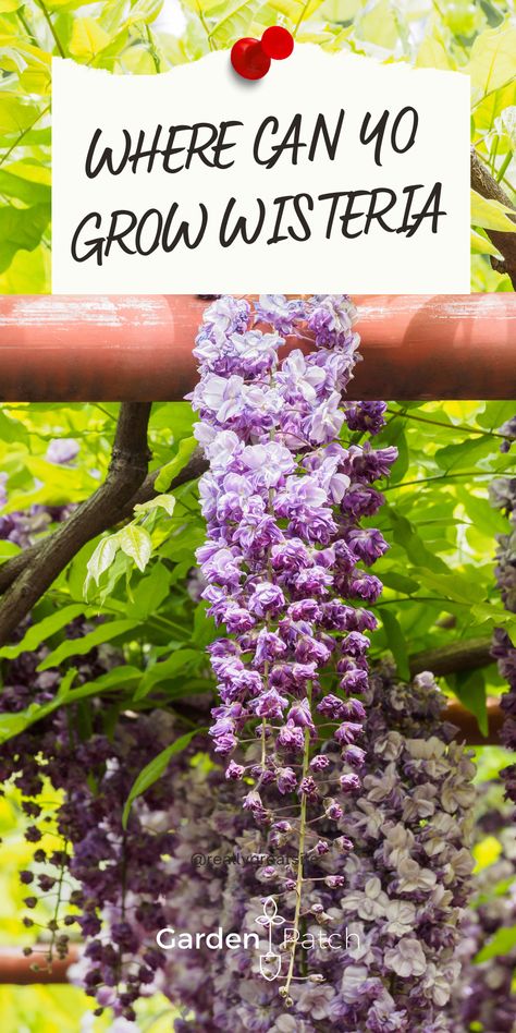 Where Can You Grow Wisteria Wisteria How To Grow, Outdoor Flowering Plants, Wisteria Trellis, Wisteria Arbor, Planting Vines, Garden Trellis Ideas, Chinese Wisteria, Wisteria Pergola, Garden Huts