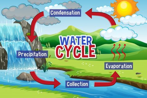 Water cycle process on earth Free Vector | Free Vector #Freepik #freevector #infographic #water #leaf #nature Cycle Advertisement, Water Cycle Chart, Water Cycle Process, Water Cycle Craft, Cycle Illustration, Water Cycle Diagram, Hydrological Cycle, Advertisement Illustration, The Water Cycle