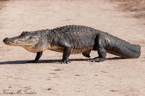 Crocodile Tattoo, Images Of Animals, American Alligator, Animal Reference, Cute Reptiles, List Of Animals, Crocodiles, Book Illustrations, Reptiles And Amphibians