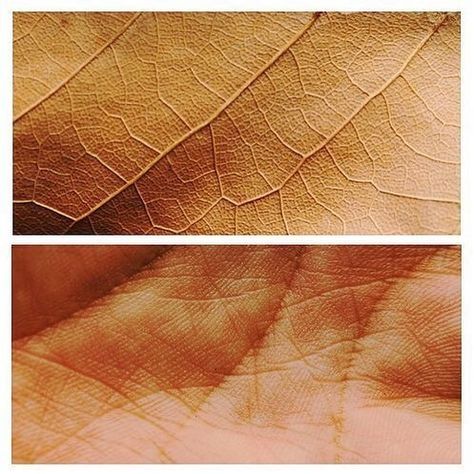 Body Comparison, Skin Photography, A Level Photography, Body Photography, Conceptual Photography, A Level Art, Shooting Photo, Human Nature, Pics Art