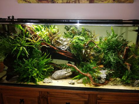 40 Gallon Fish Tank Ideas, Dragonstone Aquascape, Small Turtle Tank, Planted Fish Tank, Turtle Tanks, Large Fish Tanks, Biotope Aquarium, Big Turtle, Amazing Aquariums