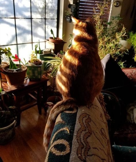 Cat In House Aesthetic, Cat Apartment Aesthetic, Cozy Cat Aesthetic, Ginger Cat Aesthetic, Cat Shadow, Hufflepuff Aesthetic, Cozy Cat, Ginger Cat, Cat Aesthetic