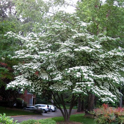 Cornus Kousam | Kousa Dogwood  | Finding My Garden Dogwood Tree Landscaping, Kousa Dogwood Tree, Midwest Gardening, Cottage Landscaping, Kousa Dogwood, Landscaping Patio, Cornus Kousa, Growing Garden, Dogwood Tree