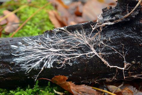 Giant Mushroom, Forest Ecosystem, Plant Roots, Canvas Home, White Green, Home Remedies, Sprouts, Stuffed Mushrooms, Home And Garden