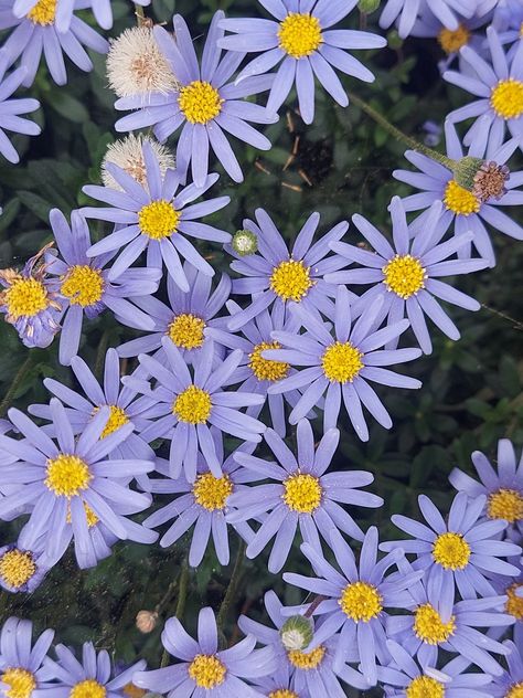 Lilac And Blue Aesthetic, Yellow And Lilac Aesthetic, Yellow Violet Aesthetic, Purple And Yellow Flowers Aesthetic, Lavender And Yellow Aesthetic, Lilac Flowers Aesthetic, Lavender Flower Aesthetic, Yellow And Purple Aesthetic, Purple Yellow Aesthetic